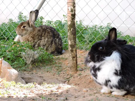 Lucas et Kiwi, lapins du refuge