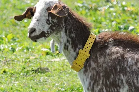Miguelín, a goat at the sanctuary