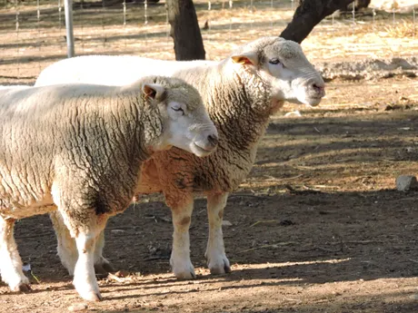 Mili und Nico, Schafe auf dem Lebenshof