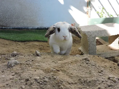 Nancy, ein Kaninchen auf dem Lebenshof