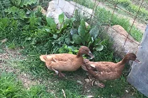 Papi und Chulo, Enten auf dem Lebenshof