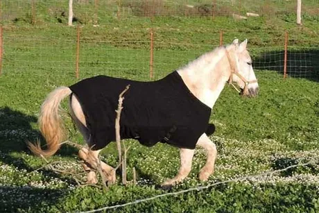 Pequeño, caballo del refugio