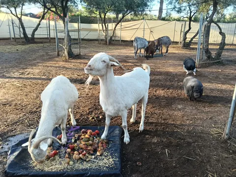 White goats eating fruit in the sanctuary's yard
