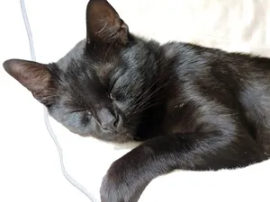 Rigoberta, eine Katze auf dem Lebenshof