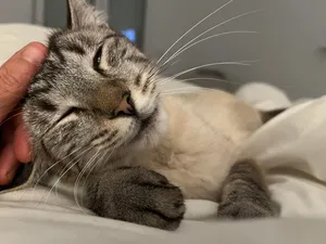 Tokio, eine Katze auf dem Lebenshof