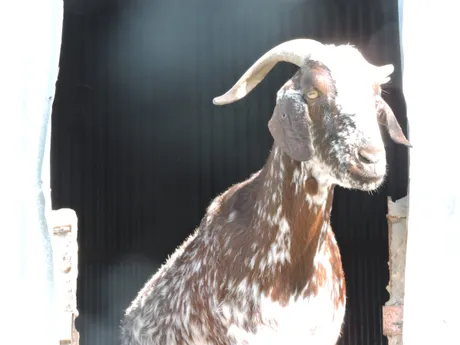 Torito, cabra del refugio