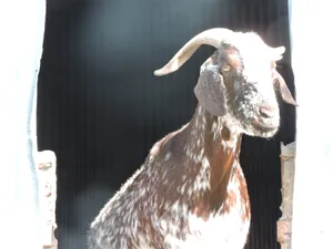 Torito, eine Ziege auf dem Lebenshof