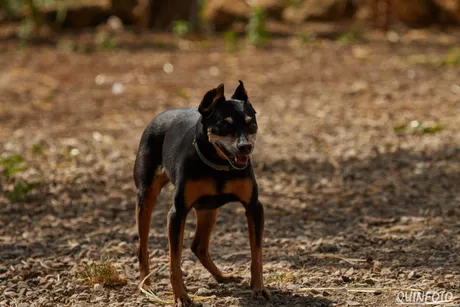 Violín, ein Hund auf dem Lebenshof