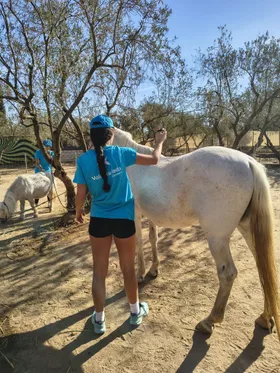 A volunteer wearing the sanctuary's shirt stroking a white pony
